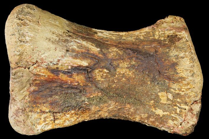 Hadrosaur (Edmontosaur) Phalange Bone - Montana #130262